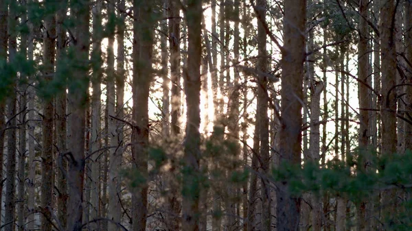Cesta pěšina v listnatého lesa v jarní letní ranní slunce. Mladé svěží zelené stromy v lese. Detailní pohled z borovice s zářící slunce. Selektivní fokus. Jarní Les, borovic, šišky. — Stock fotografie