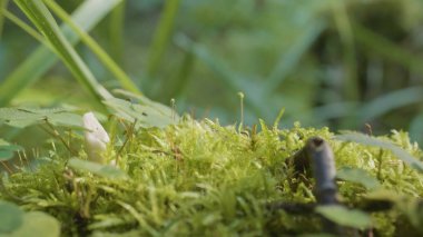 Moss çim orman. Güneş ışığı altında moss closeup güzel yeşil yosun. Yosun ağaçta yetişir