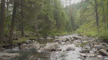 Yatay, orman ve önünde bir nehir. Güzel sahne. Ormandaki nehir
