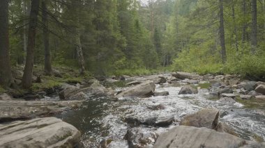 Yatay, orman ve önünde bir nehir. Güzel sahne. Ormandaki nehir