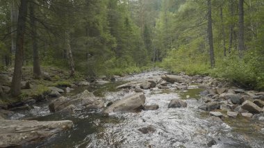 Yatay, orman ve önünde bir nehir. Güzel sahne. Ormandaki nehir