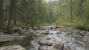 Yatay, orman ve önünde bir nehir. Güzel sahne. Ormandaki nehir