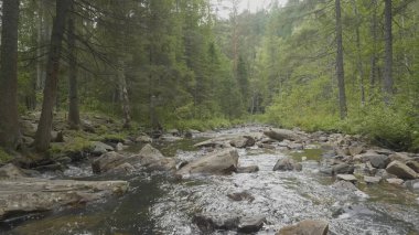 Yatay, orman ve önünde bir nehir. Güzel sahne. Ormandaki nehir