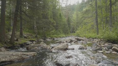 Yatay, orman ve önünde bir nehir. Güzel sahne. Ormandaki nehir