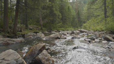 Yatay, orman ve önünde bir nehir. Güzel sahne. Ormandaki nehir