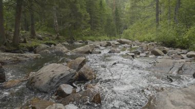 Sonbahar zaman dağ nehir. Kayalık sahil. Rocky Dağları akan nehir