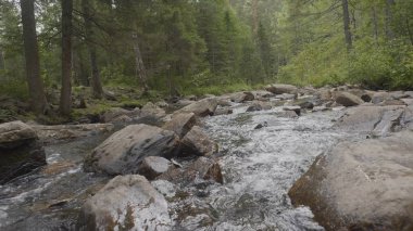 Sonbahar zaman dağ nehir. Kayalık sahil. Rocky Dağları akan nehir