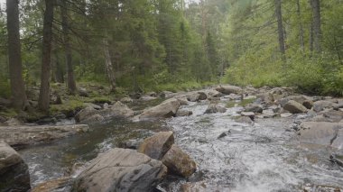 Sonbahar zaman dağ nehir. Kayalık sahil. Rocky Dağları akan nehir