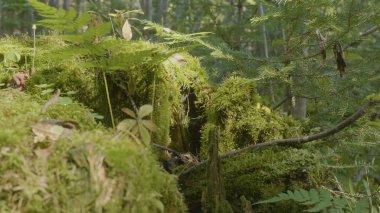 Eski ağaç kütüğü iğne yapraklı orman, güzel manzara yosun kaplı. Ormanın içinde yosun ile güdük