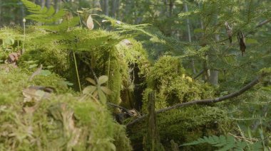 Eski ağaç kütüğü iğne yapraklı orman, güzel manzara yosun kaplı. Ormanın içinde yosun ile güdük