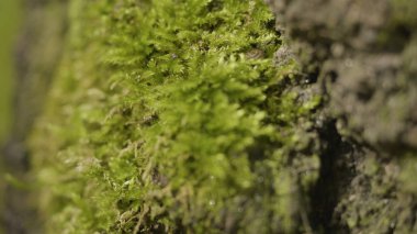 Liken ve yosun ormandaki yaşlı ağaçları. Orman ağaçları ahşap doğa yeşil. Ormandaki ağaç üzerinde moss. Portre