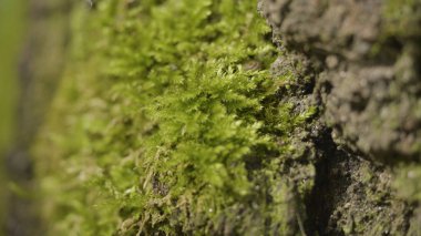 Liken ve yosun ormandaki yaşlı ağaçları. Orman ağaçları ahşap doğa yeşil. Ormandaki ağaç üzerinde moss. Portre