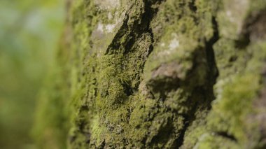 Liken ve yosun ormandaki yaşlı ağaçları. Orman ağaçları ahşap doğa yeşil. Ormandaki ağaç üzerinde moss. Portre