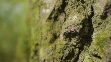 Liken ve yosun ormandaki yaşlı ağaçları. Orman ağaçları ahşap doğa yeşil. Ormandaki ağaç üzerinde moss. Portre