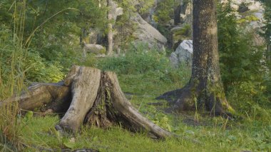 Yaz sabahı mistik ormanda. Ormanda güzel görünümler. Peri orman