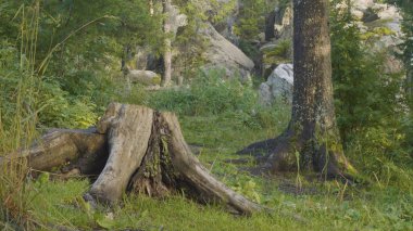 Yaz sabahı mistik ormanda. Ormanda güzel görünümler. Peri orman