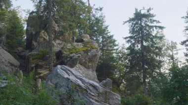 Görünümü büyük çam ağaçlarının moss ile bir ormandaki kayalar kaplı. Vahşi manzara orman çam ağaçları ve buzlu moss ile