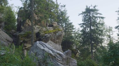 Görünümü büyük çam ağaçlarının moss ile bir ormandaki kayalar kaplı. Vahşi manzara orman çam ağaçları ve buzlu moss ile