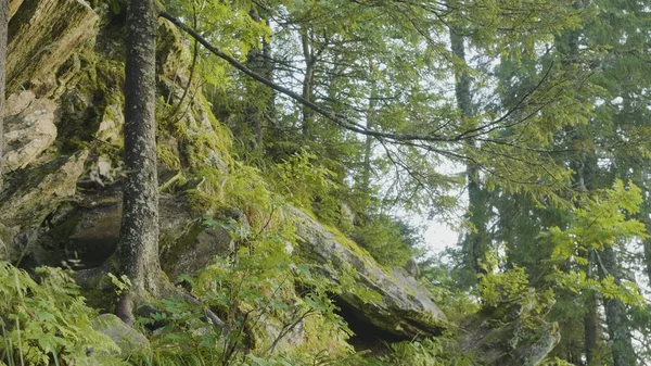 Summer morning in mystical woods. Beautiful views in the woods. Fairy forest — Stock Photo, Image