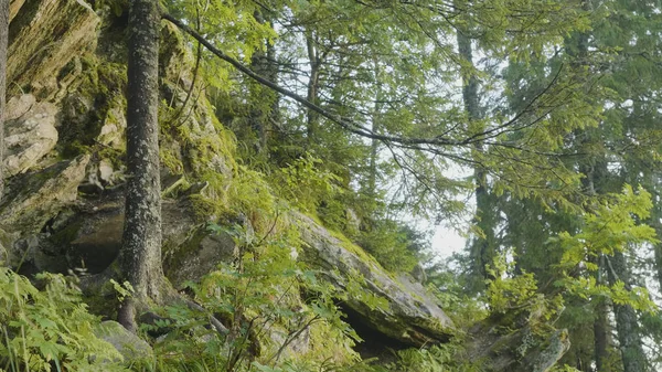 Summer morning in mystical woods. Beautiful views in the woods. Fairy forest — Stock Photo, Image