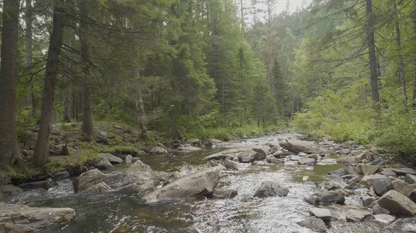 Yatay, orman ve önünde bir nehir. Güzel sahne. Ormandaki nehir