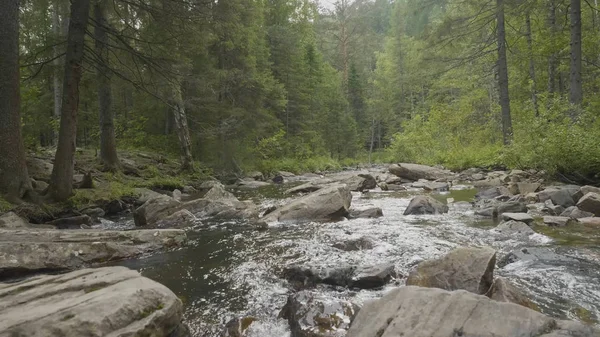 Yatay, orman ve önünde bir nehir. Güzel sahne. Ormandaki nehir