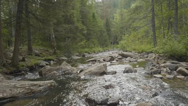 Yatay, orman ve önünde bir nehir. Güzel sahne. Ormandaki nehir