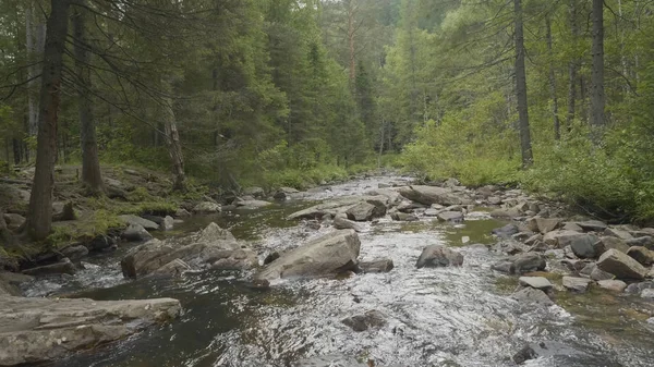Yatay, orman ve önünde bir nehir. Güzel sahne. Ormandaki nehir