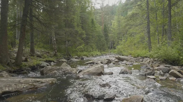 Yatay, orman ve önünde bir nehir. Güzel sahne. Ormandaki nehir