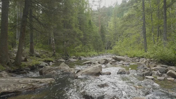 Yatay, orman ve önünde bir nehir. Güzel sahne. Ormandaki nehir