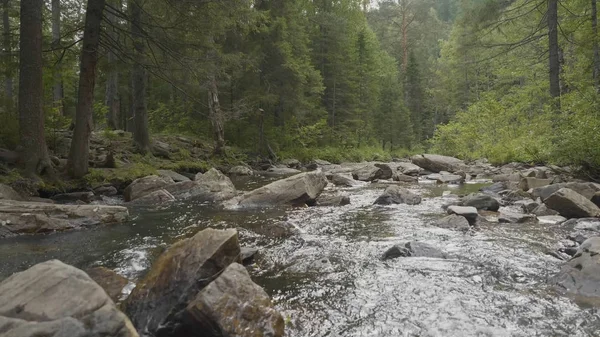 Yatay, orman ve önünde bir nehir. Güzel sahne. Ormandaki nehir