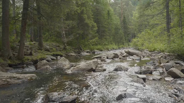 Yatay, orman ve önünde bir nehir. Güzel sahne. Ormandaki nehir