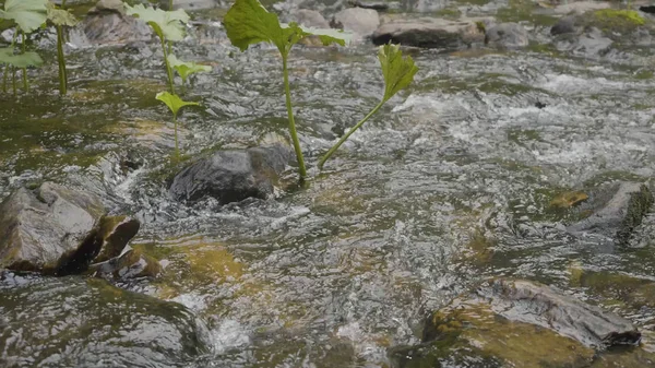 Eau éclaboussée dans la rivière. L'eau dans la rivière se referme avec des bulles. Bulles d'eau flottant à la surface de la rivière gros plan — Photo