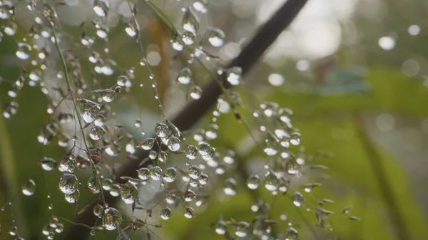 Big drops of dew on a grass. Big water drops on a grass