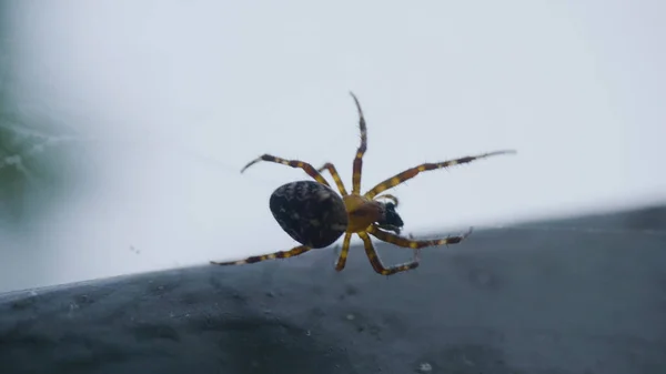 O sol da noite e a teia na floresta. Aranha girando uma teia — Fotografia de Stock