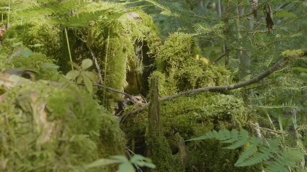 Viejo tocón de árbol cubierto de musgo en el bosque de coníferas, hermoso paisaje. tocón con musgo en el bosque —  Fotos de Stock
