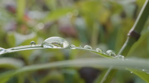 Big drops of dew on a grass. Big water drops on a grass