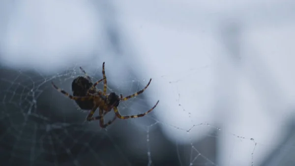 Vasárnap este, és a weben, az erdő. Spinning egy web Spider — Stock Fotó