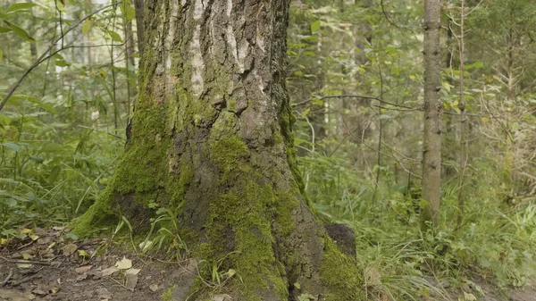 Old trees with lichen and moss in forest. Forest trees nature green wood. Moss on the tree in the forest — Stock Photo, Image