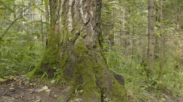 Alte Bäume mit Flechten und Moos im Wald. Waldbäume Natur grünes Holz. Moos auf dem Baum im Wald — Stockfoto