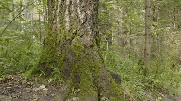 Vanhoja puita jäkälällä ja sammalta metsässä. Metsäpuut luonto vihreä puu. Sammal puussa metsässä — kuvapankkivalokuva
