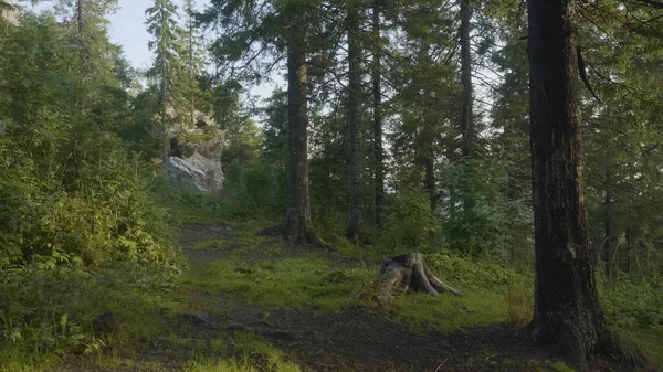 Sommarmorgon i mystiska skogen. Vackra vyer i skogen. Fairy forest — Stockfoto