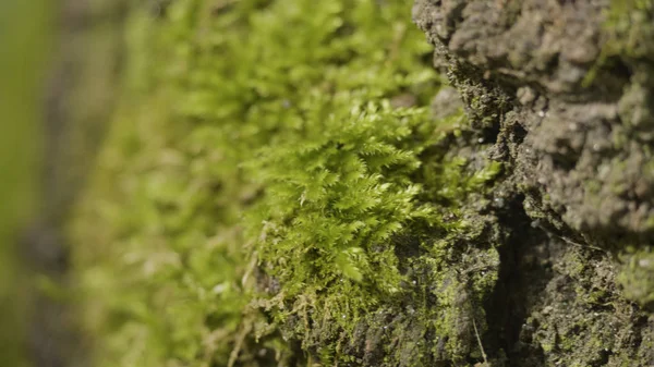 Liken ve yosun ormandaki yaşlı ağaçları. Orman ağaçları ahşap doğa yeşil. Ormandaki ağaç üzerinde moss. Portre