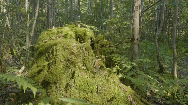 Vieux tronc d'arbre couvert de mousse dans la forêt de conifères, beau paysage. Stump avec de la mousse dans la forêt — Photo