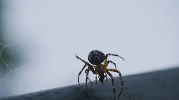 Kvällssol och webben i skogen. Spindel spinning en web — Stockfoto