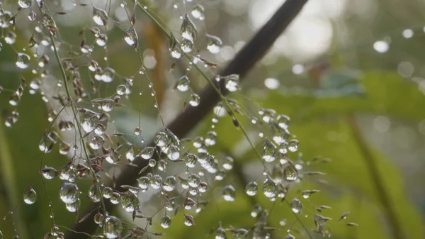 Big drops of dew on a grass. Big water drops on a grass