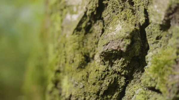 Árvores velhas com líquen e musgo na floresta. Floresta árvores natureza madeira verde. Moss na árvore na floresta. Fechar. — Fotografia de Stock