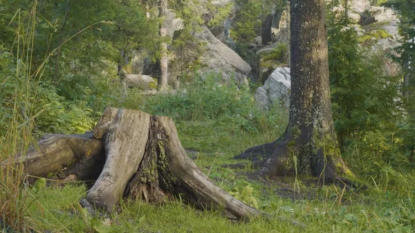 Yaz sabahı mistik ormanda. Ormanda güzel görünümler. Peri orman