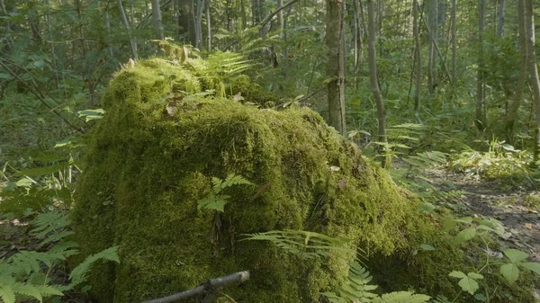 Vieux tronc d'arbre couvert de mousse dans la forêt de conifères, beau paysage. Stump avec de la mousse dans la forêt — Photo