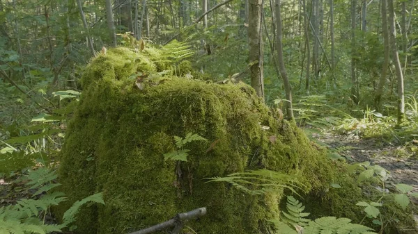 Vieux tronc d'arbre couvert de mousse dans la forêt de conifères, beau paysage. Stump avec de la mousse dans la forêt — Photo